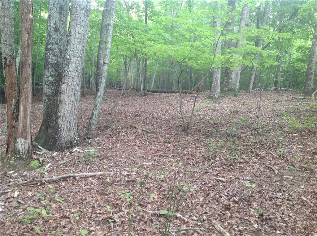 0 Osborne Road Flowery Branch, GA 30542 - Photo 18 of 19 a view of a forest with trees in the background