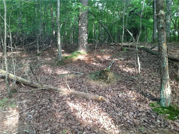 a view of a forest with trees in the background