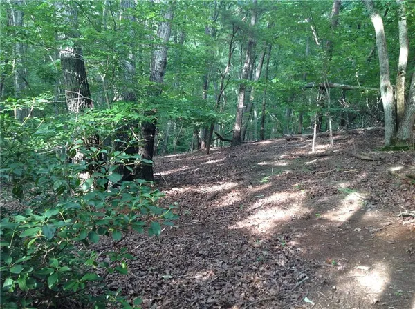 a view of a tree in a yard