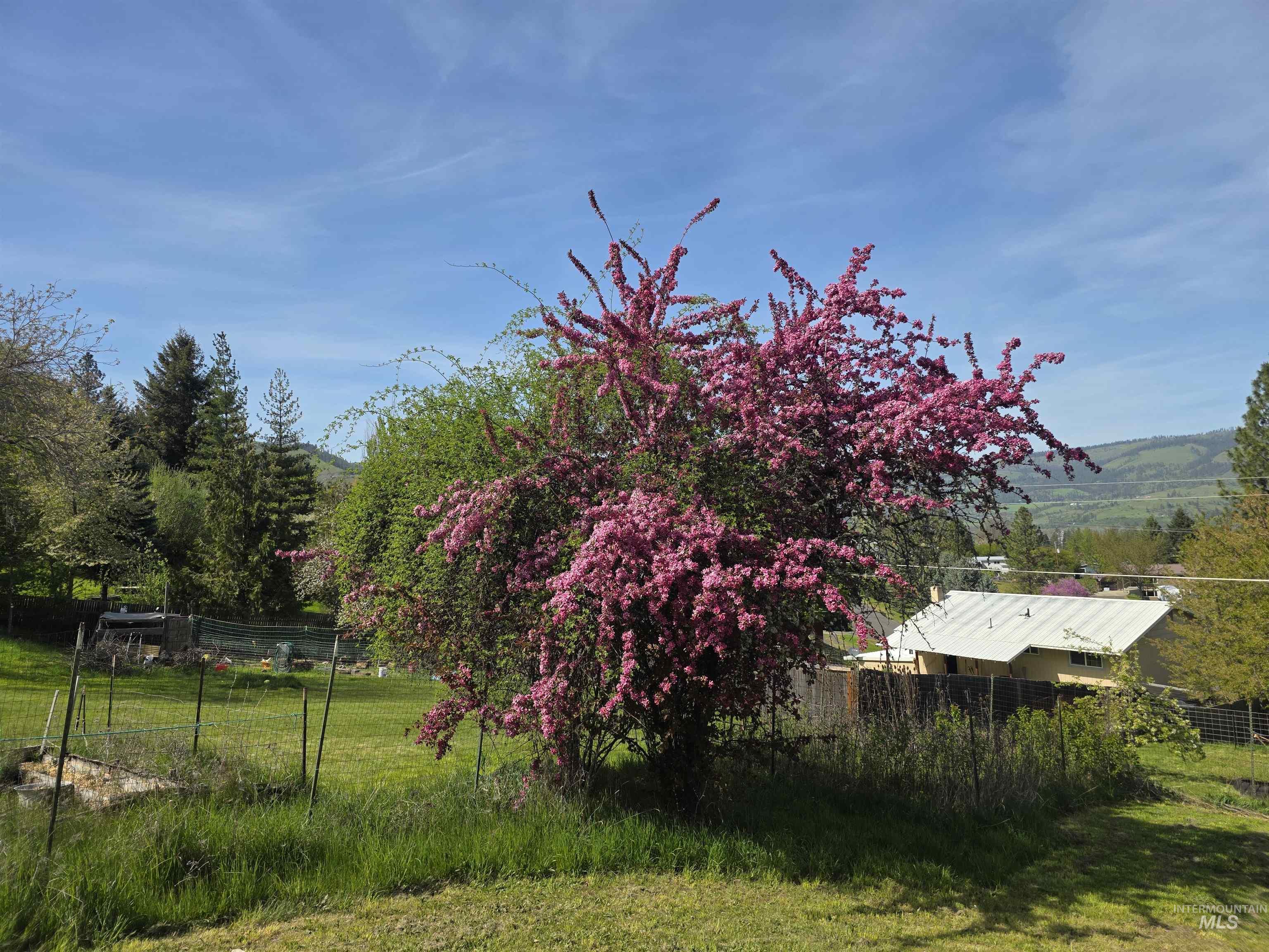 223 Larch Road Kamiah, ID 83536 - Photo 24 of 25 Expansive backyard featuring a large blooming tree, verdant lawn, and surrounding mature trees