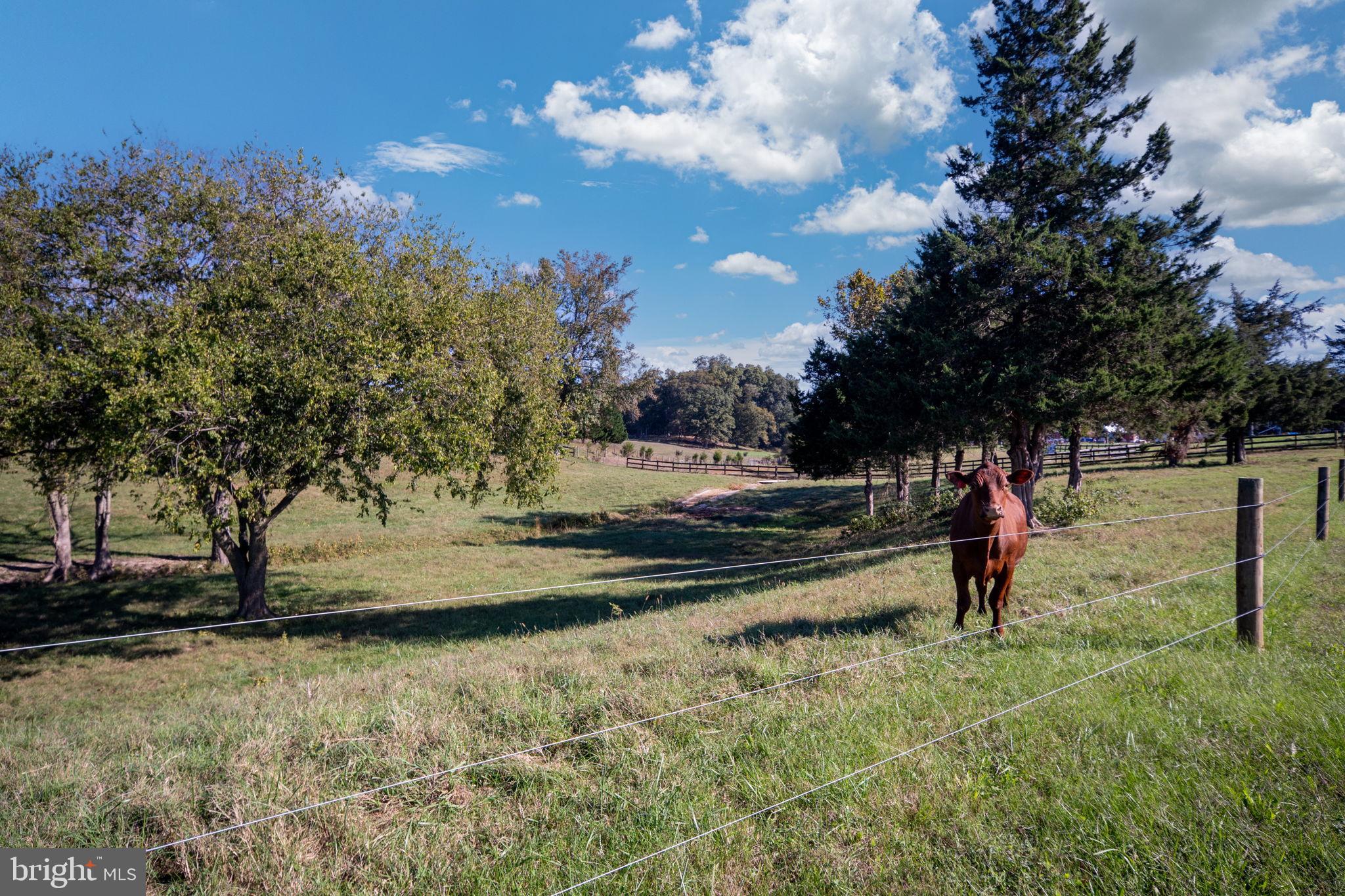 161 Forest Lane Road Fredericksburg, VA 22405 - Photo 71 of 99 Front pasture