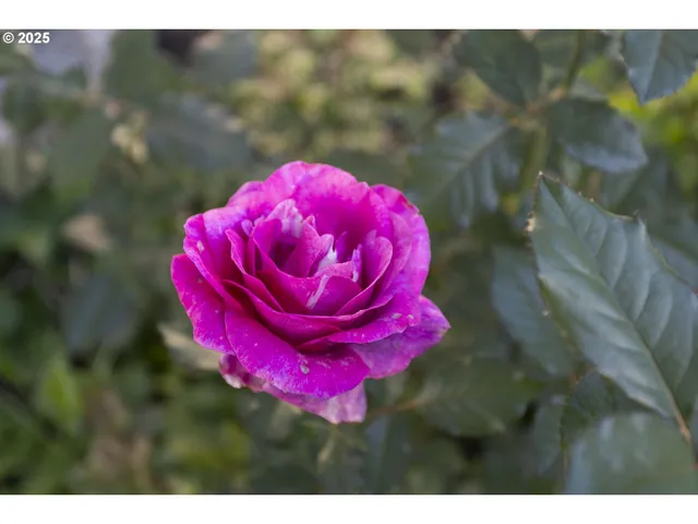 $599,900 | 2113 Northeast 152nd Street, Vancouver, WA 98686