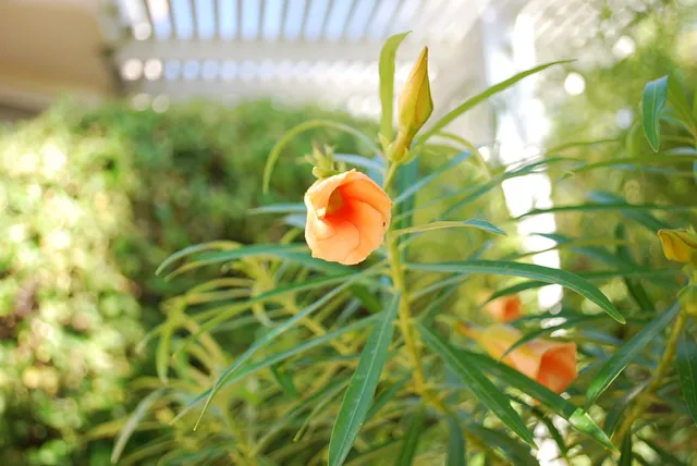 a view of a tree in a yard