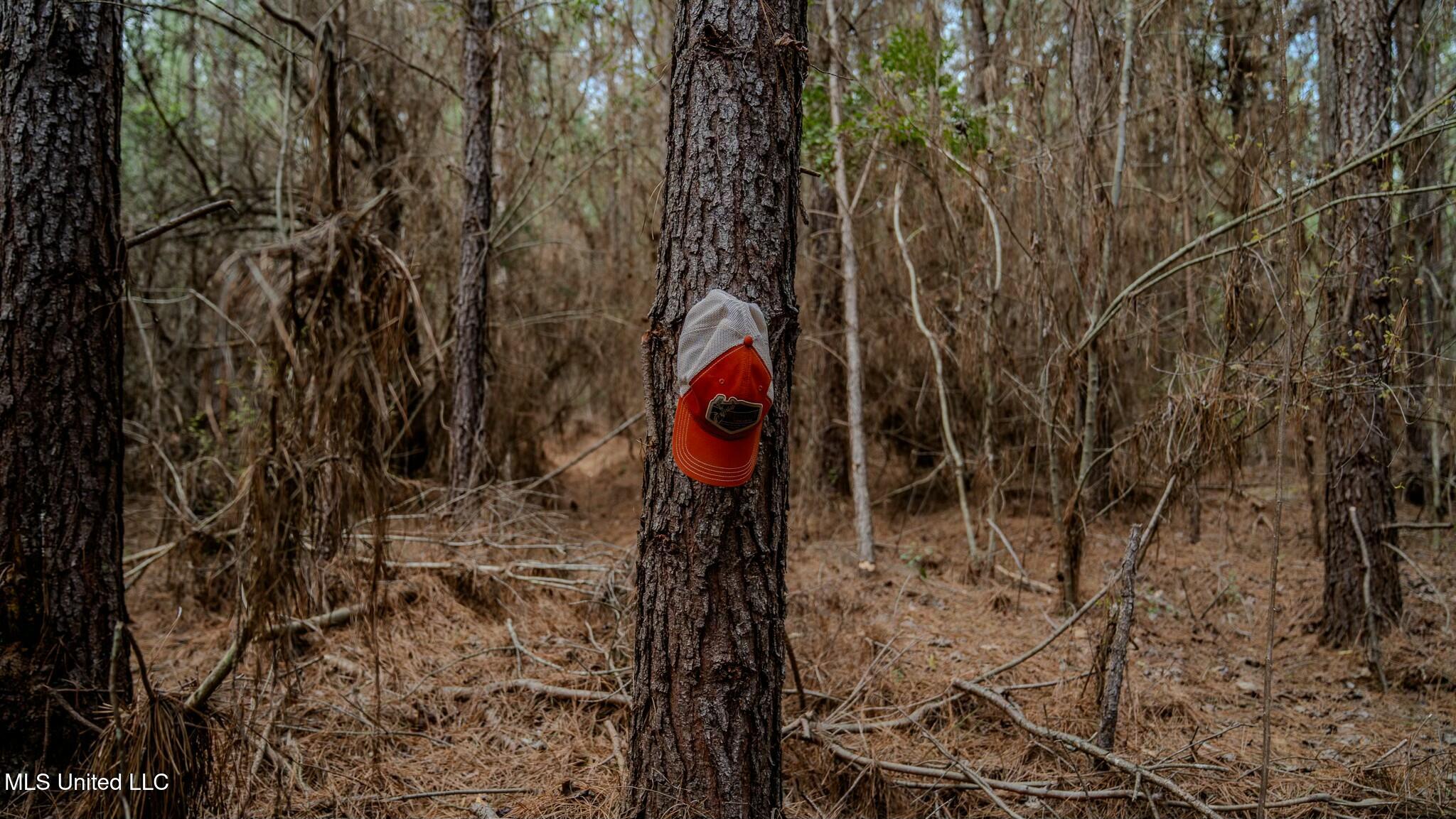 0 Elijah Graham Road Noxapater, MS 39346 - Photo 11 of 50 tempImagewrwpoL