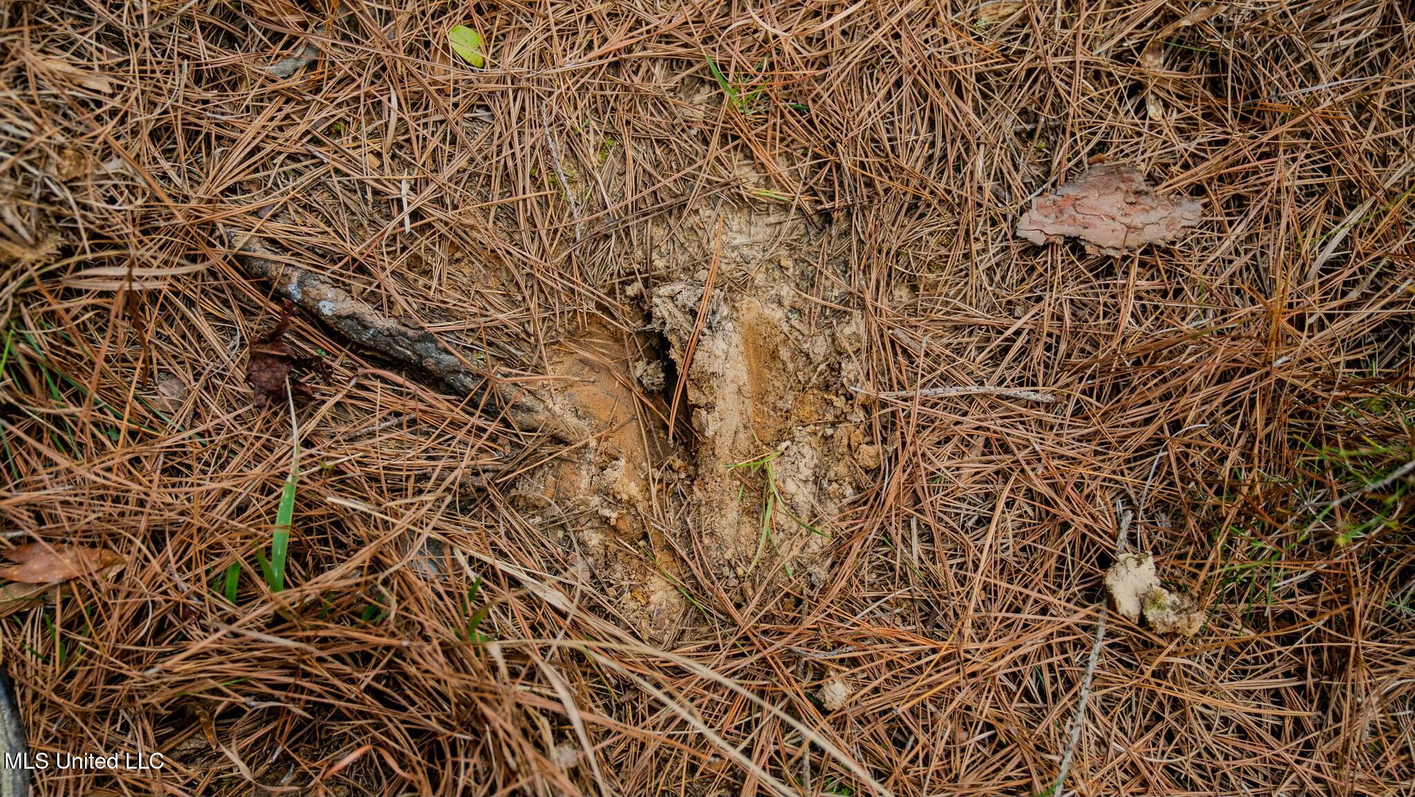 0 Elijah Graham Road Noxapater, MS 39346 - Photo 12 of 50 tempImageUh2e8t