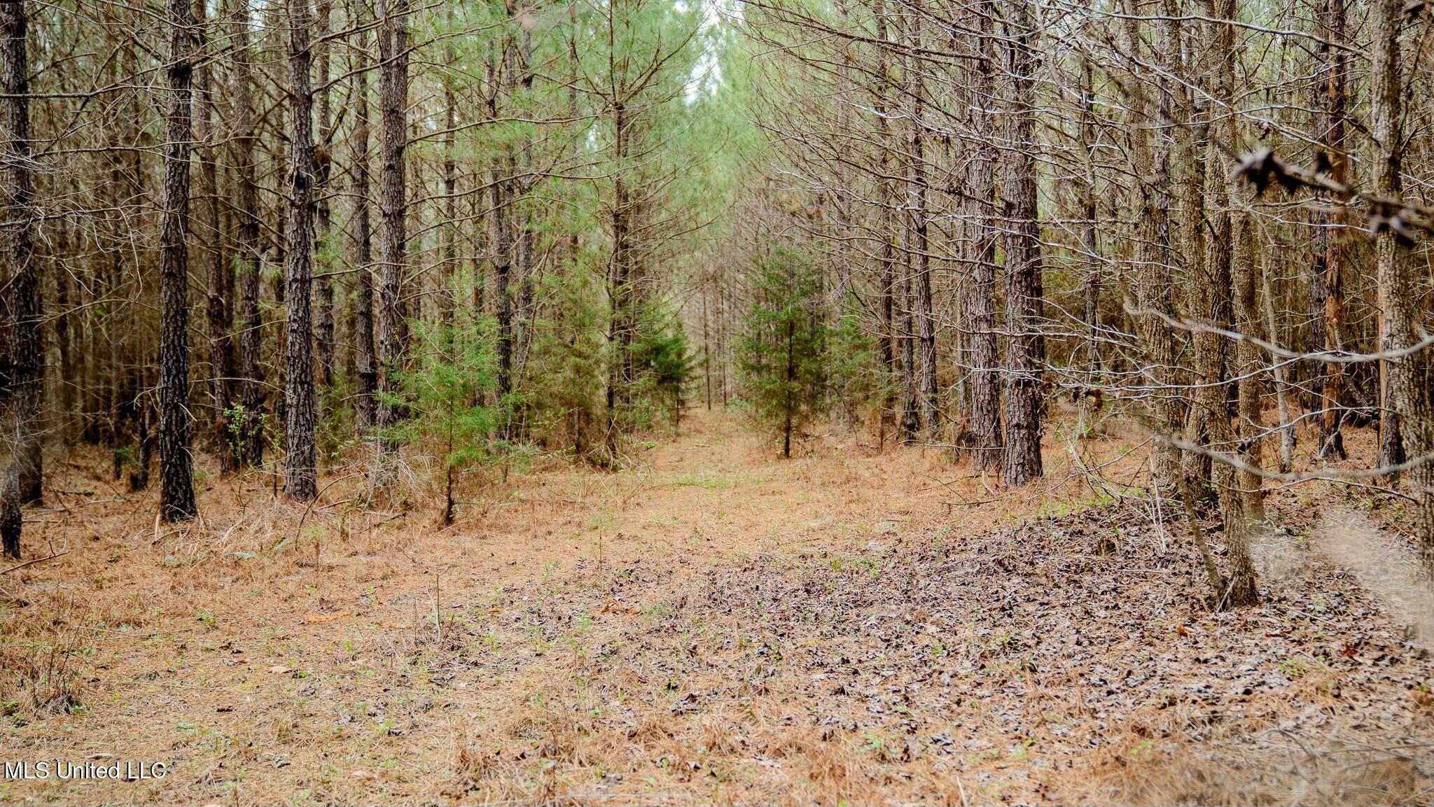 0 Elijah Graham Road Noxapater, MS 39346 - Photo 13 of 50 tempImage86pTez