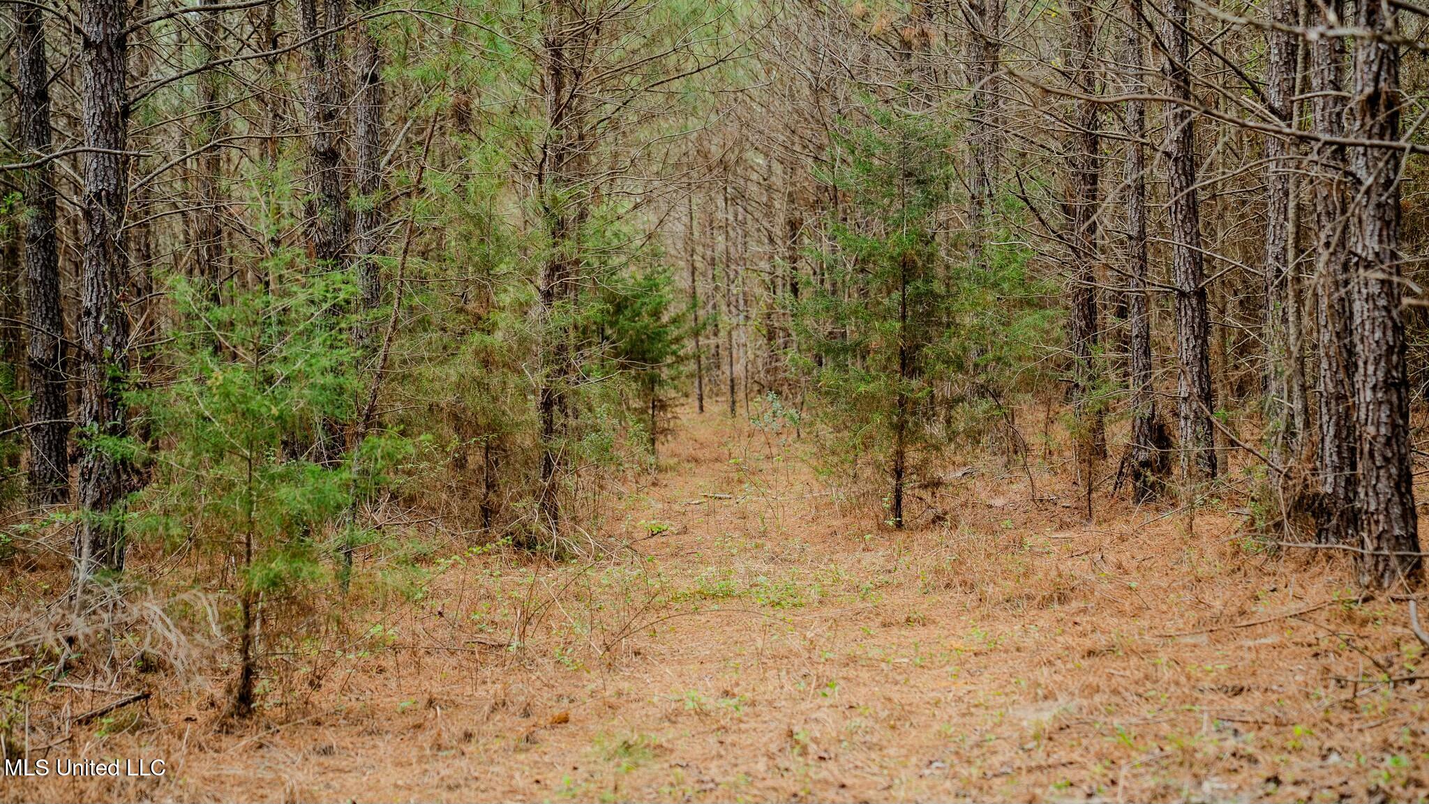 0 Elijah Graham Road Noxapater, MS 39346 - Photo 14 of 50 tempImageVP4iYh