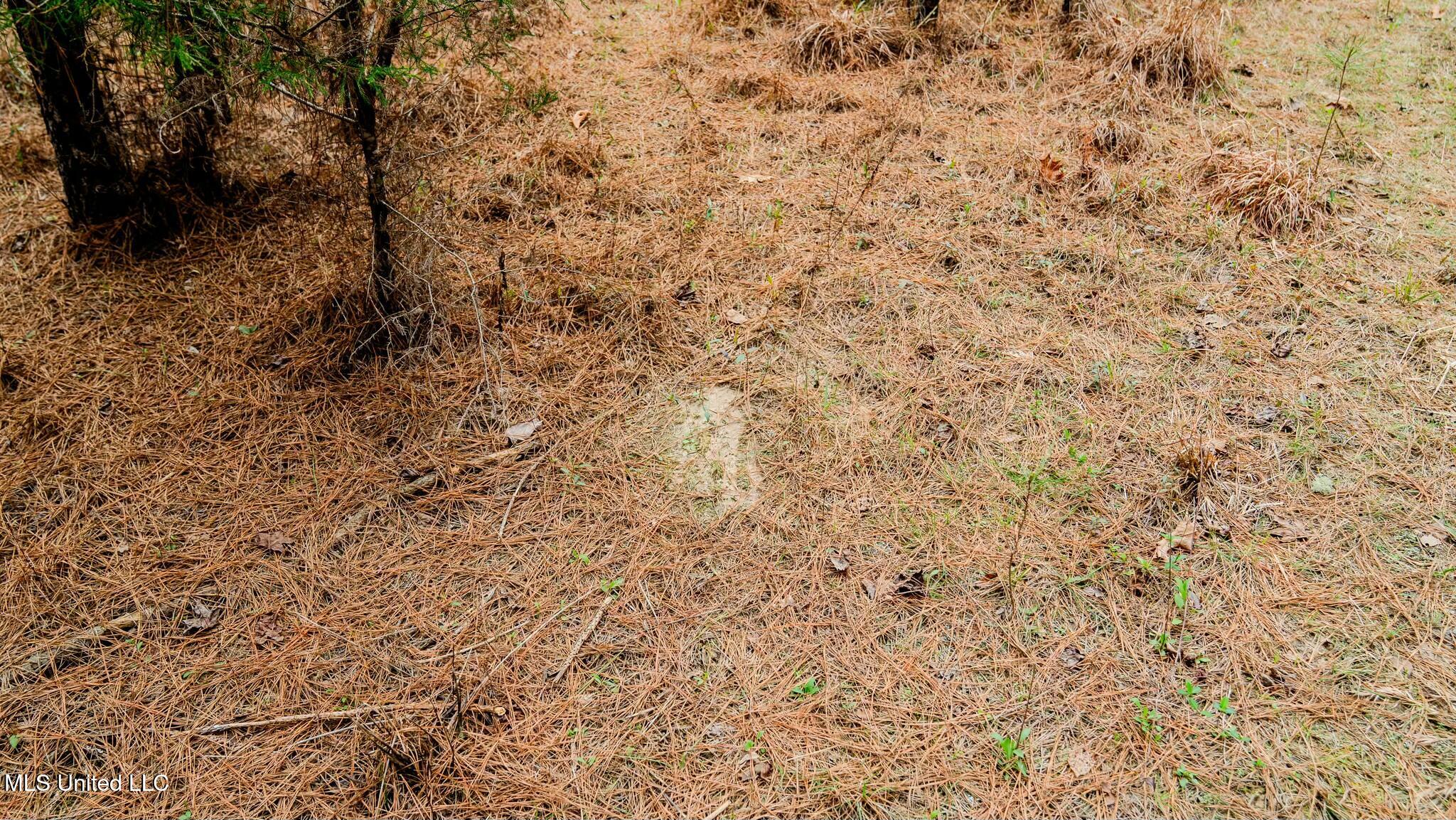 0 Elijah Graham Road Noxapater, MS 39346 - Photo 15 of 50 tempImageBxTD8D