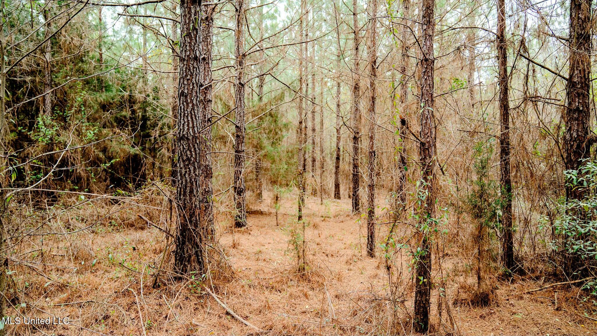 0 Elijah Graham Road Noxapater, MS 39346 - Photo 17 of 50 tempImageANZRvH