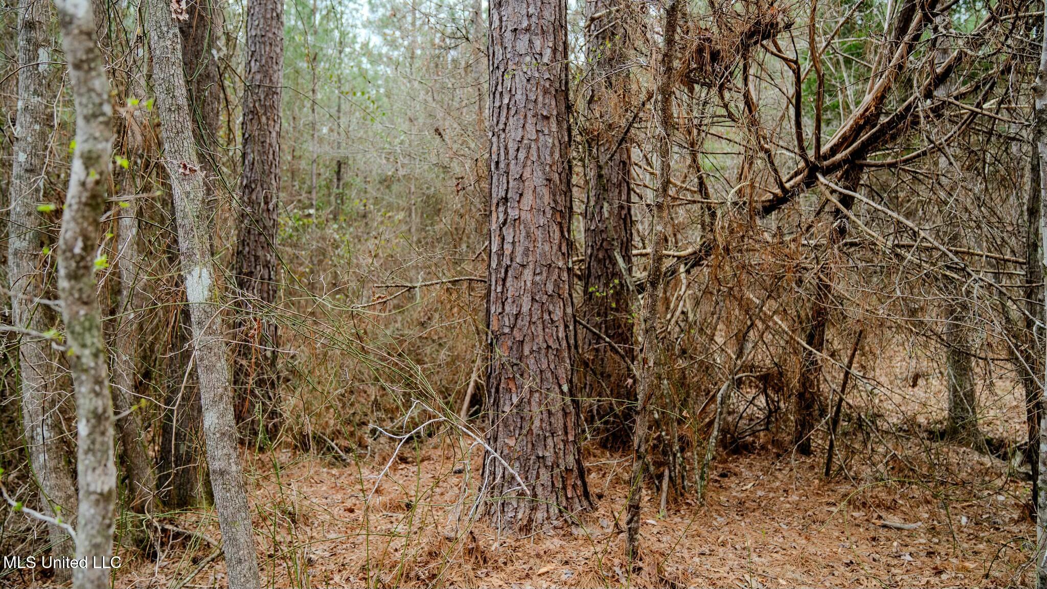 0 Elijah Graham Road Noxapater, MS 39346 - Photo 18 of 50 tempImage7WrkH8