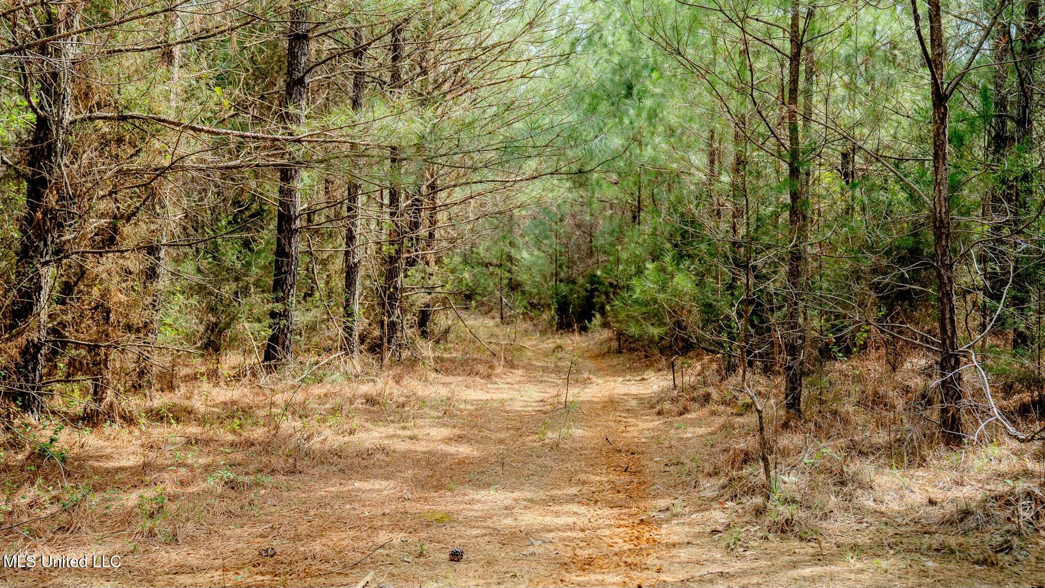 0 Elijah Graham Road Noxapater, MS 39346 - Photo 2 of 50 tempImage3y6LUx