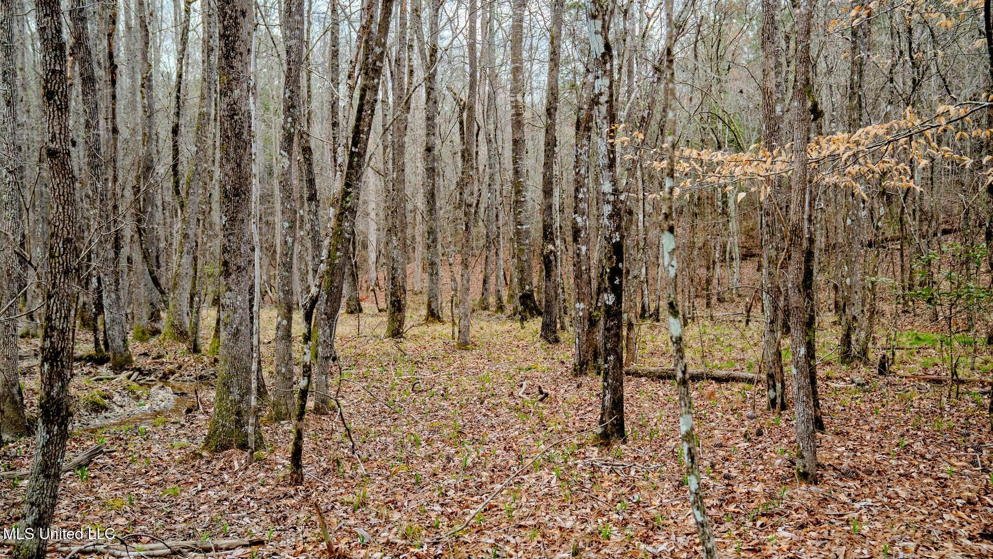 0 Elijah Graham Road Noxapater, MS 39346 - Photo 23 of 50 tempImageMB5mSM