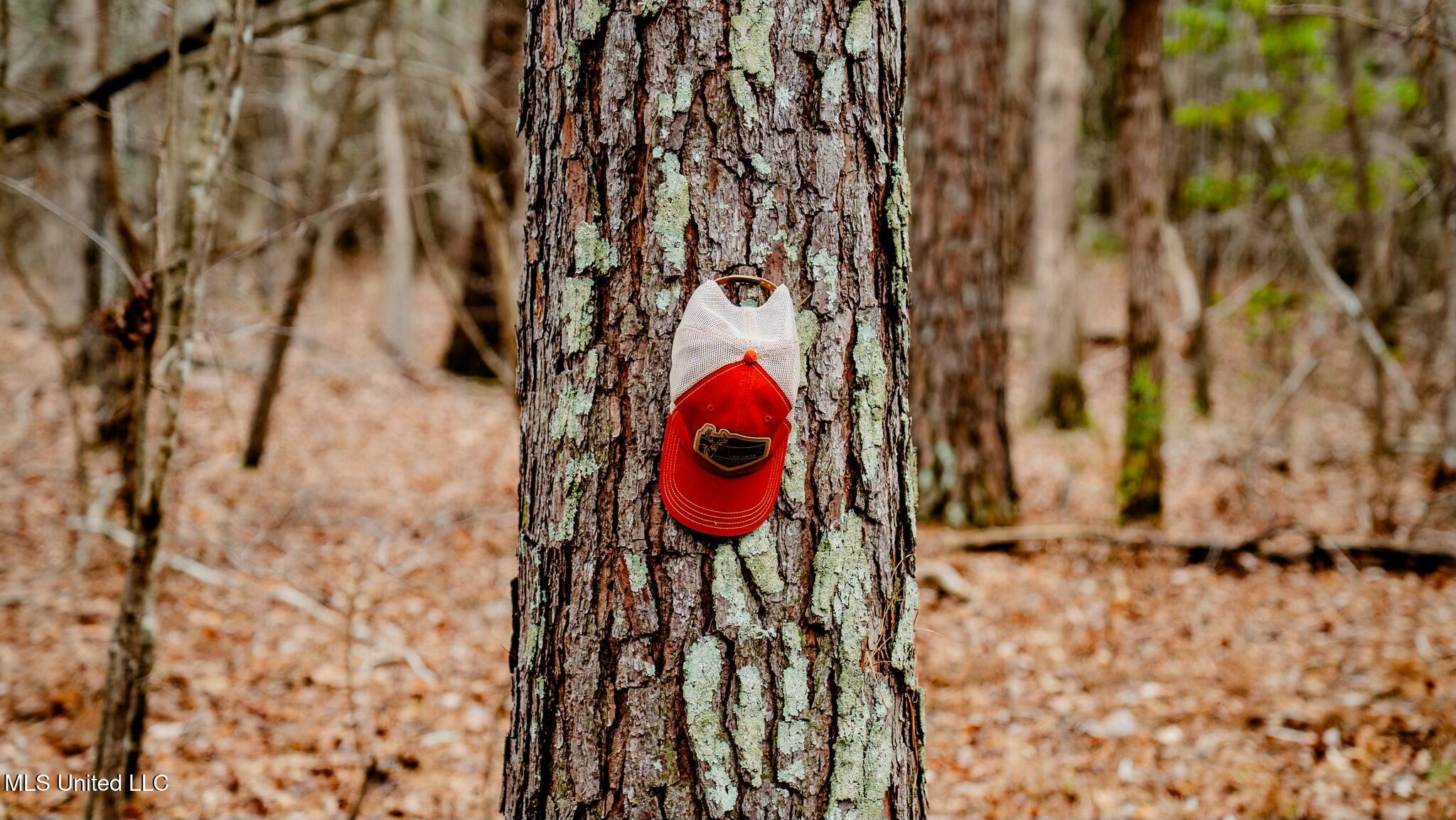 0 Elijah Graham Road Noxapater, MS 39346 - Photo 24 of 50 tempImageVaORBr