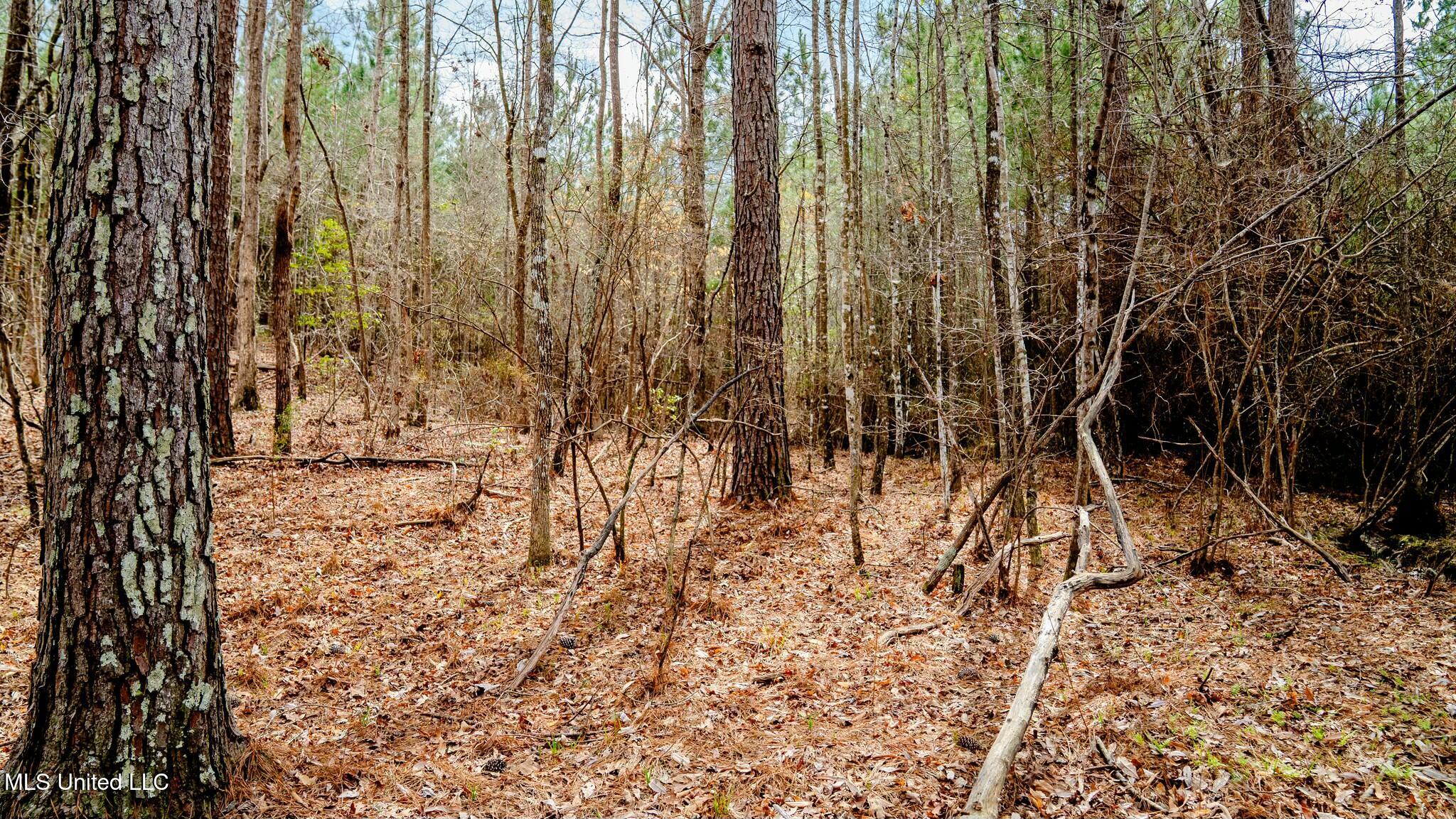 0 Elijah Graham Road Noxapater, MS 39346 - Photo 25 of 50 tempImageuUnE2E