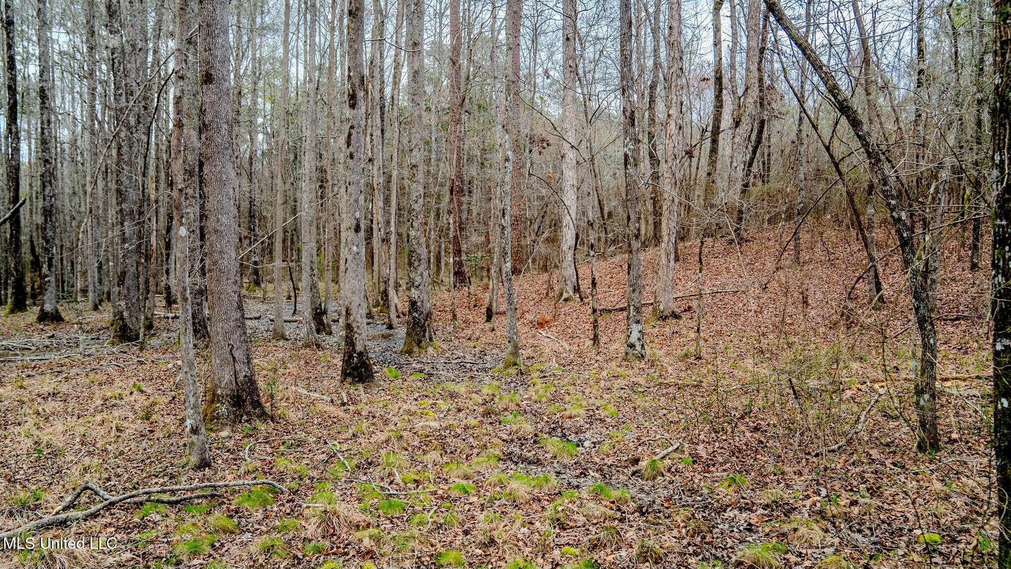 0 Elijah Graham Road Noxapater, MS 39346 - Photo 27 of 50 tempImagezf6ZXi