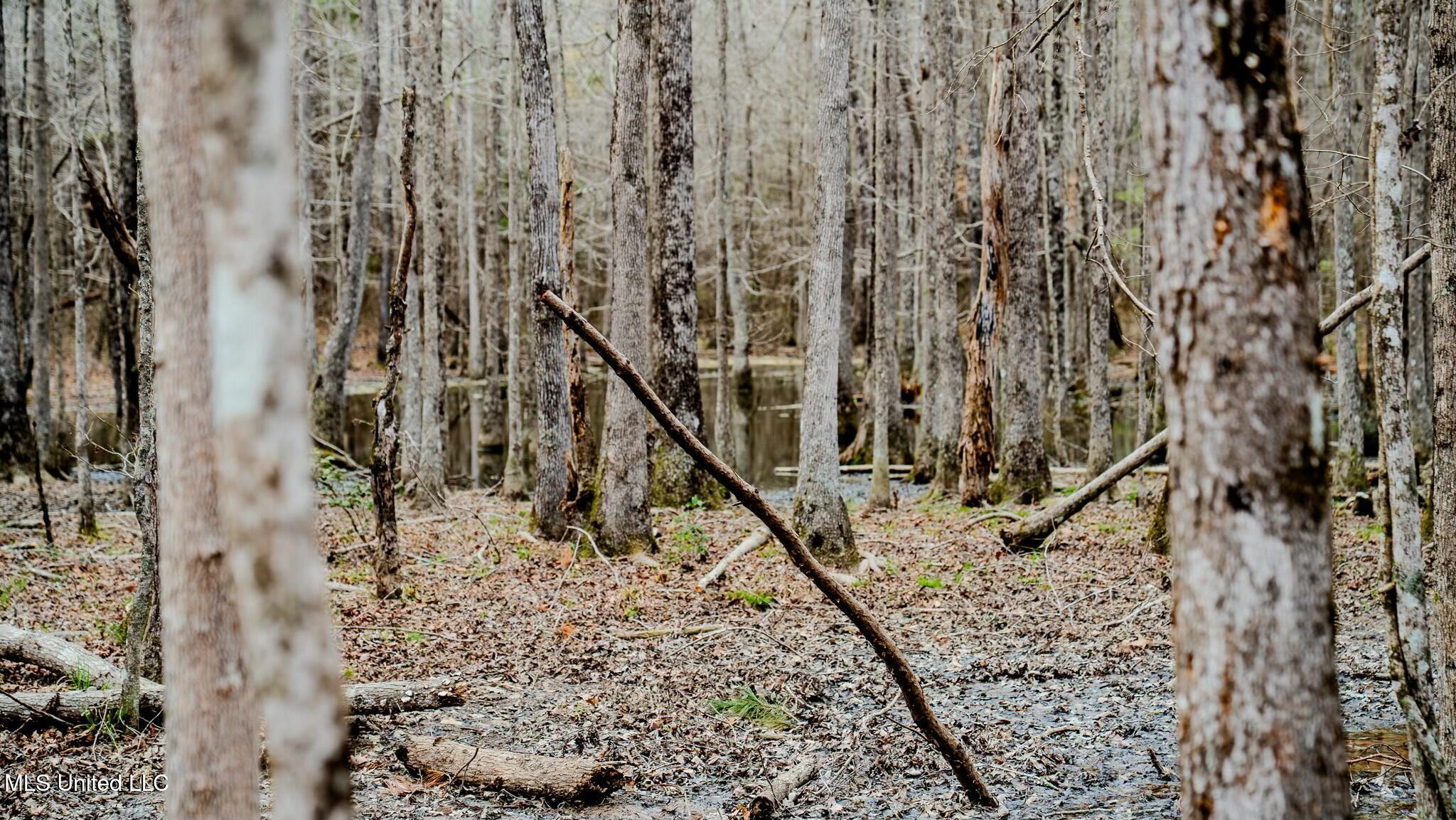 0 Elijah Graham Road Noxapater, MS 39346 - Photo 29 of 50 tempImagekb6gib