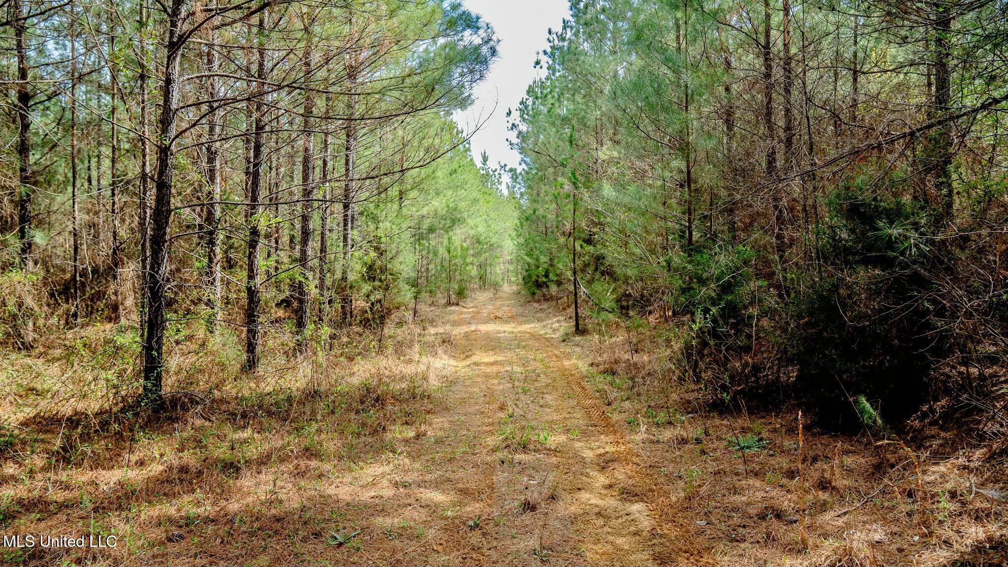 0 Elijah Graham Road Noxapater, MS 39346 - Photo 3 of 50 tempImageTSMrOg