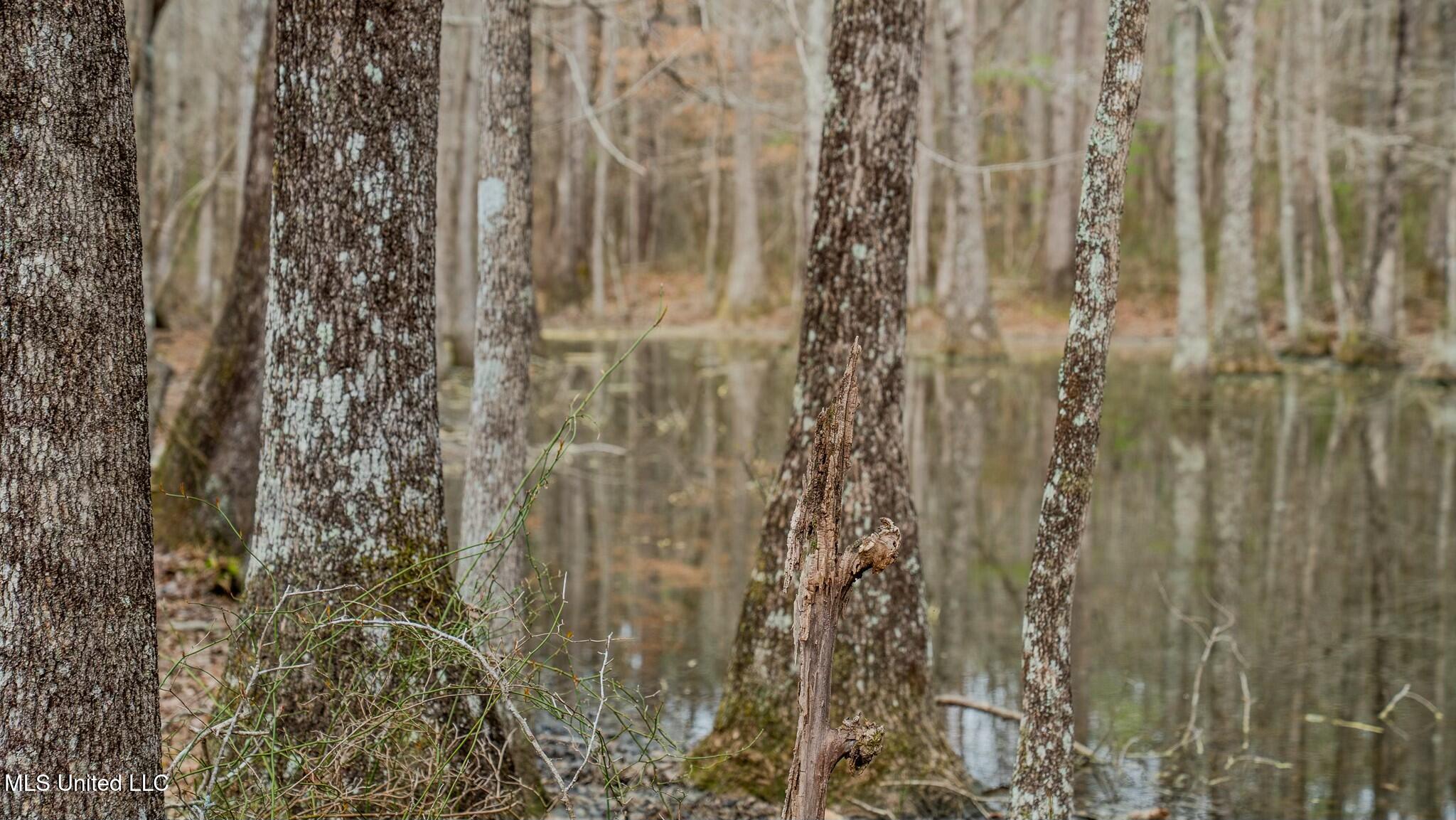 0 Elijah Graham Road Noxapater, MS 39346 - Photo 33 of 50 tempImageQtr3Iz