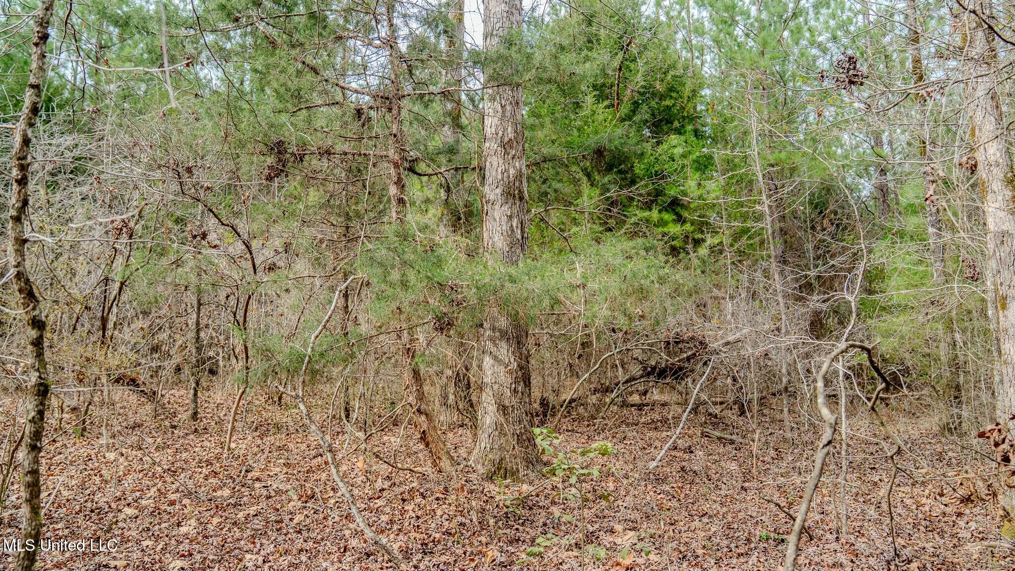 0 Elijah Graham Road Noxapater, MS 39346 - Photo 35 of 50 tempImage1r68yb