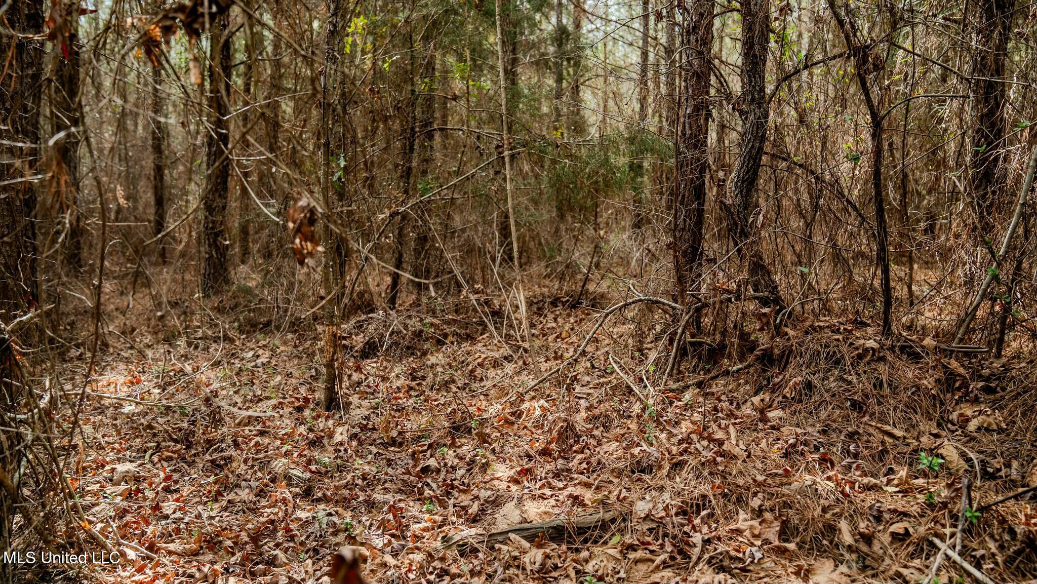 0 Elijah Graham Road Noxapater, MS 39346 - Photo 36 of 50 tempImage9CRiJo