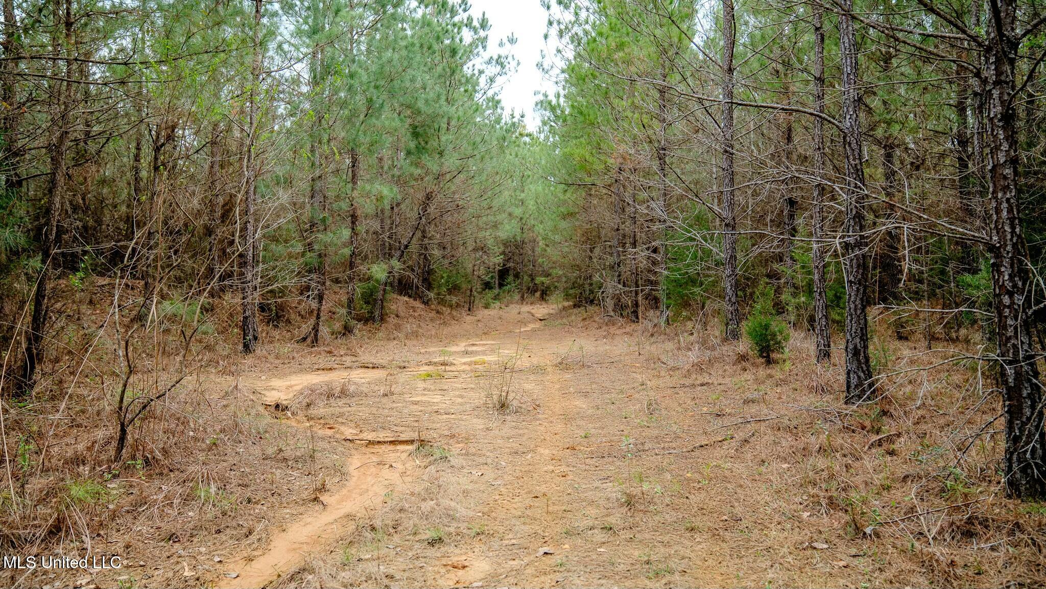 0 Elijah Graham Road Noxapater, MS 39346 - Photo 37 of 50 tempImagepKX31I