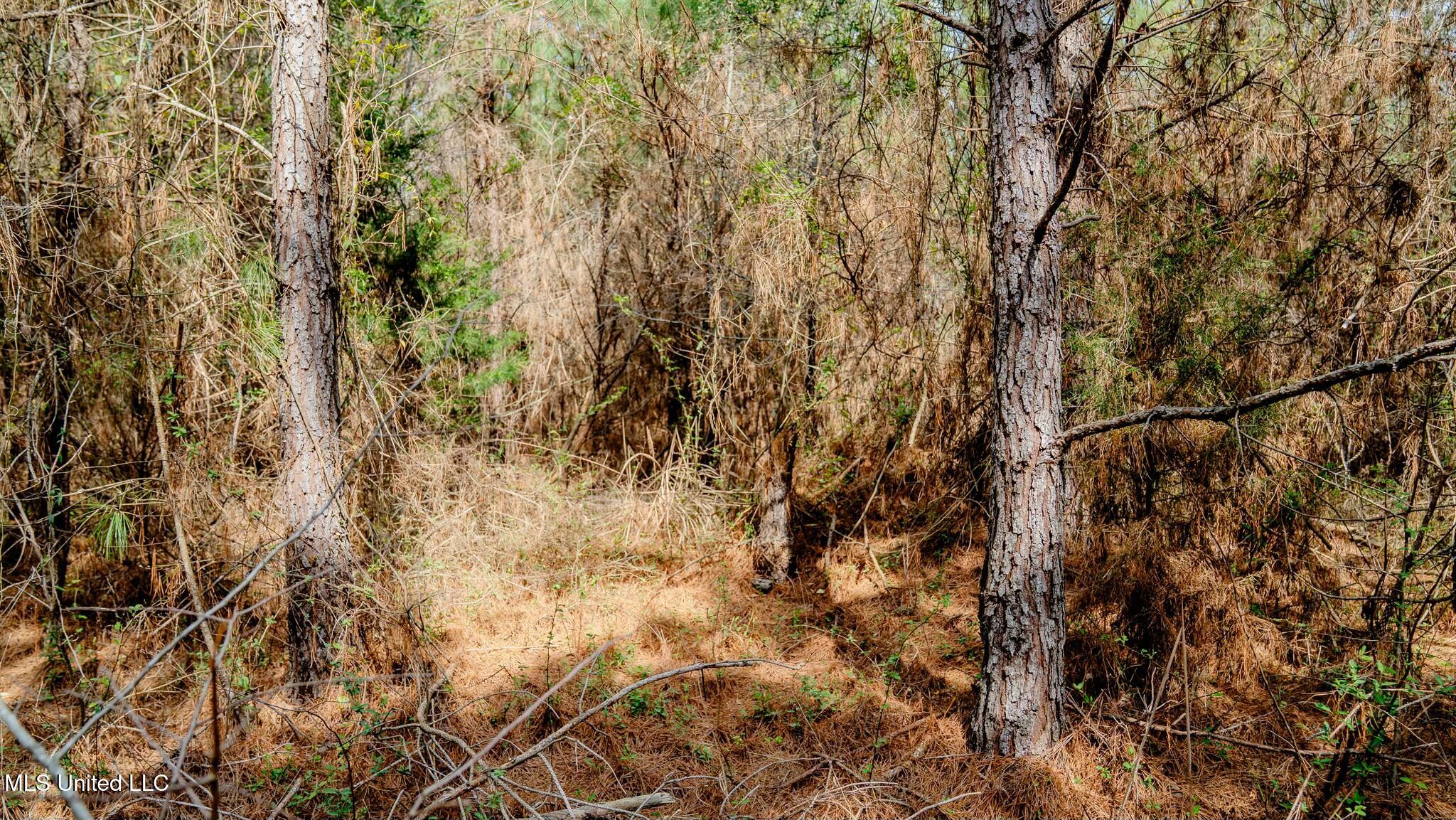 0 Elijah Graham Road Noxapater, MS 39346 - Photo 4 of 50 tempImageRQPN1o