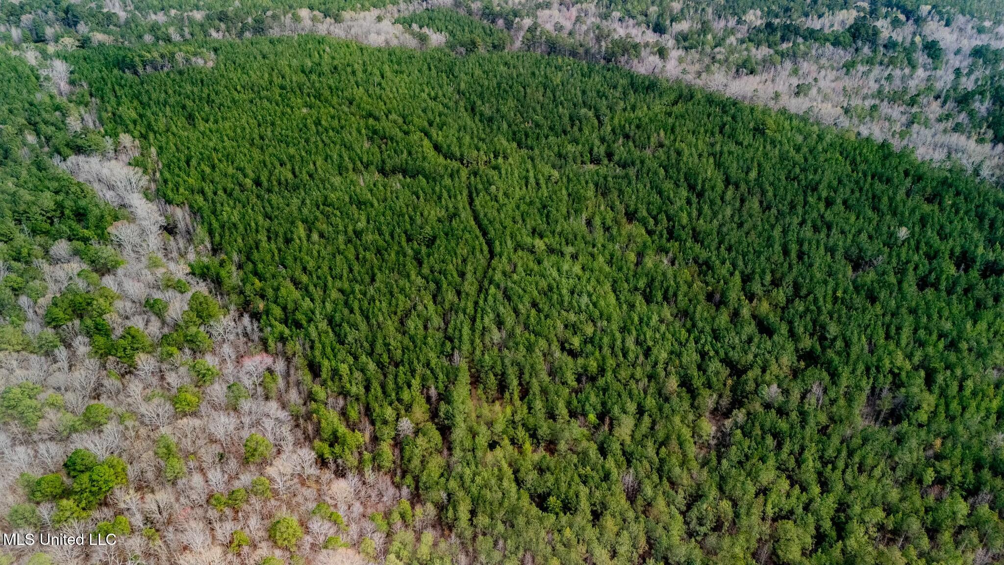 0 Elijah Graham Road Noxapater, MS 39346 - Photo 45 of 50 tempImageGz36yi