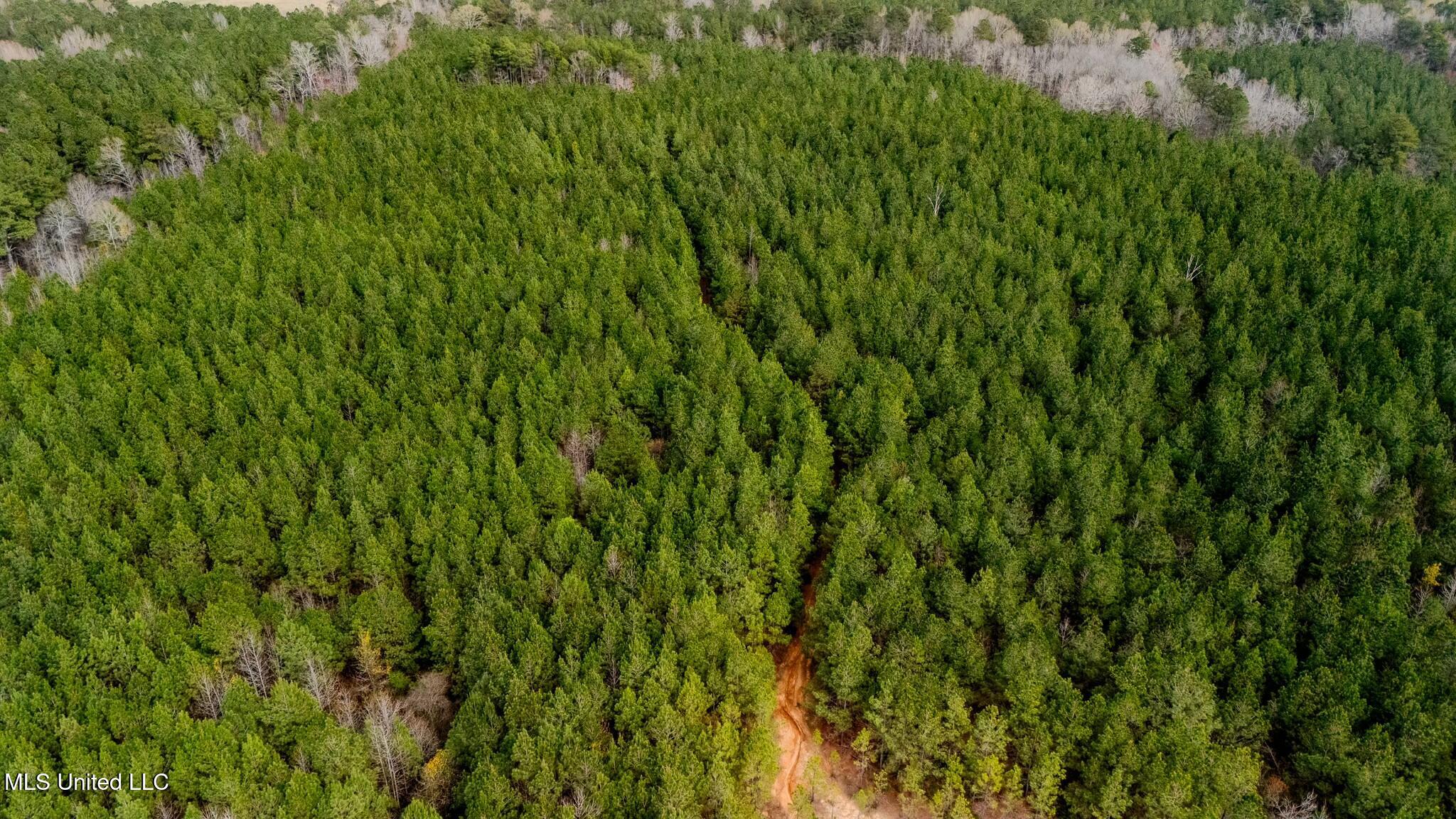 0 Elijah Graham Road Noxapater, MS 39346 - Photo 47 of 50 tempImage87vYb5