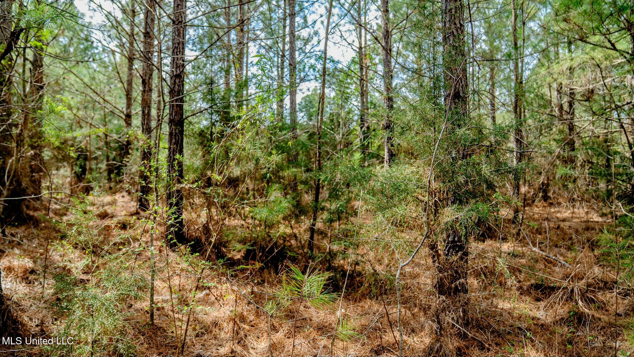 0 Elijah Graham Road Noxapater, MS 39346 - Photo 5 of 50 tempImageIGft3e