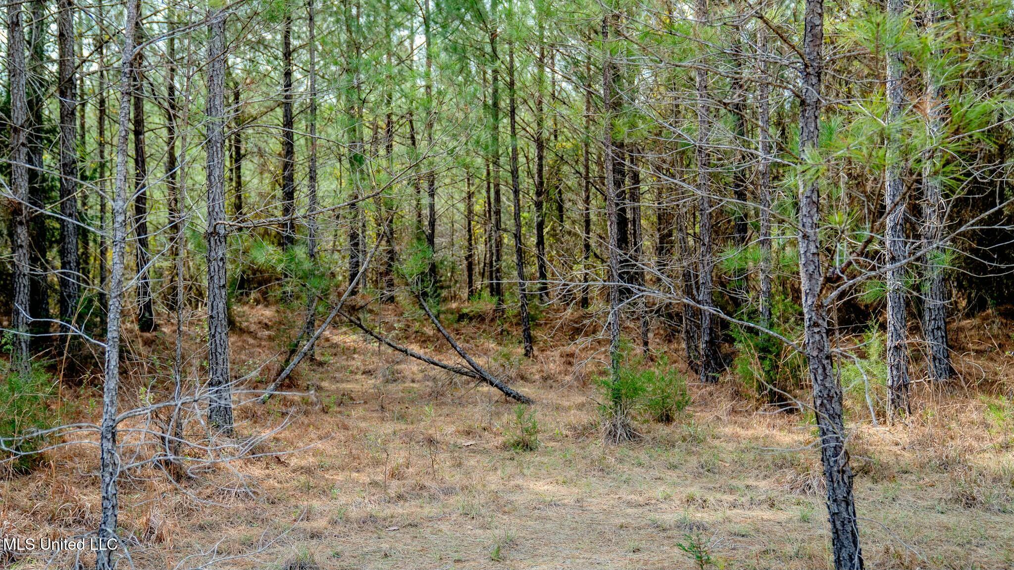 0 Elijah Graham Road Noxapater, MS 39346 - Photo 7 of 50 tempImageFO0ZTz