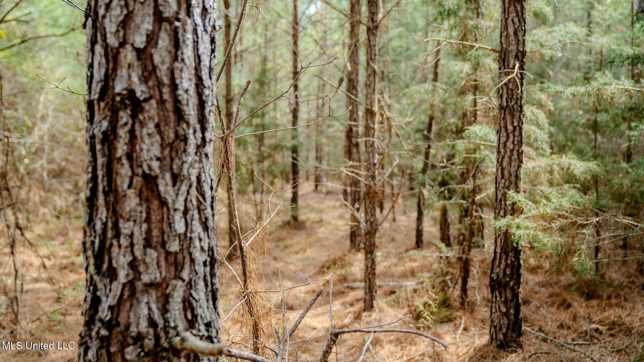 0 Elijah Graham Road Noxapater, MS 39346 - Photo 8 of 50 tempImagenkveZ6