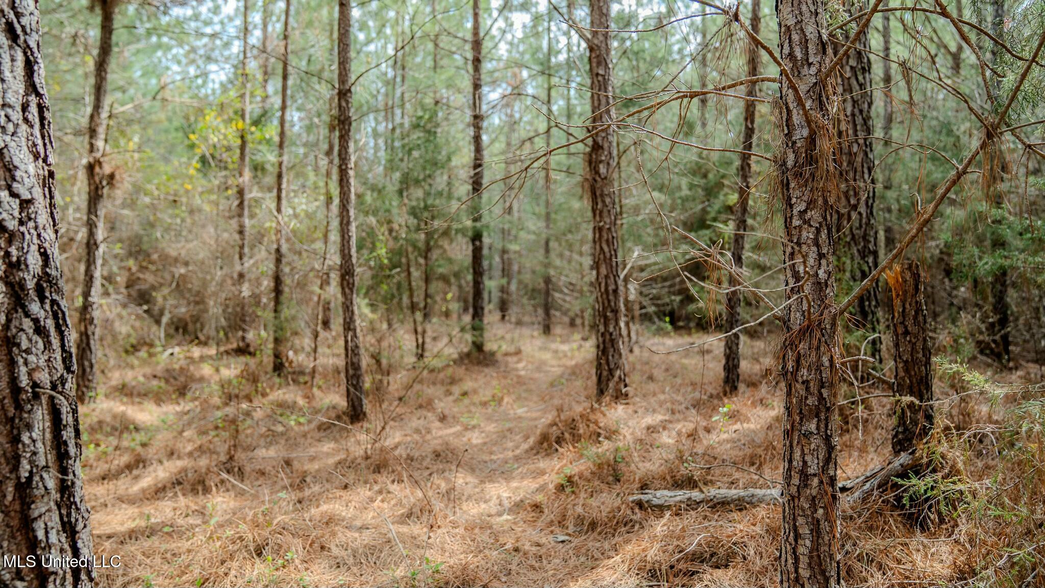 0 Elijah Graham Road Noxapater, MS 39346 - Photo 9 of 50 tempImageE87Amf
