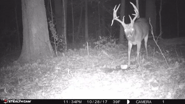 $1,250,000 | 925 Cleve Duke Road, Hornbeak, TN 38232