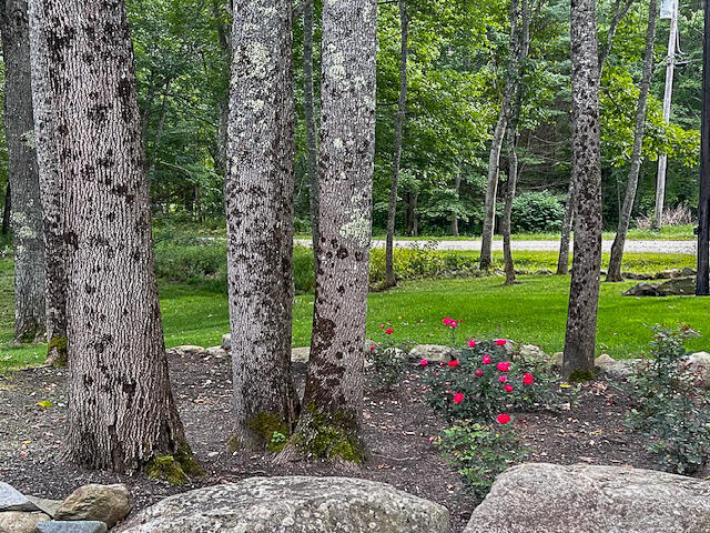 185 Jackson Road Waldoboro, ME 04572 - Photo 36 of 37 185 Jackson Rd Summer 14-(ZF-7386-36927-