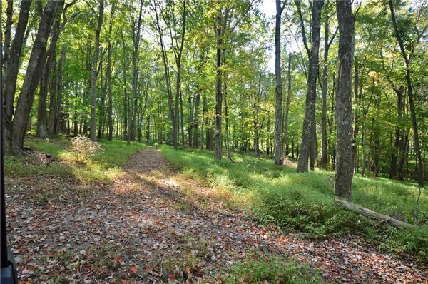 a view of a forest with trees