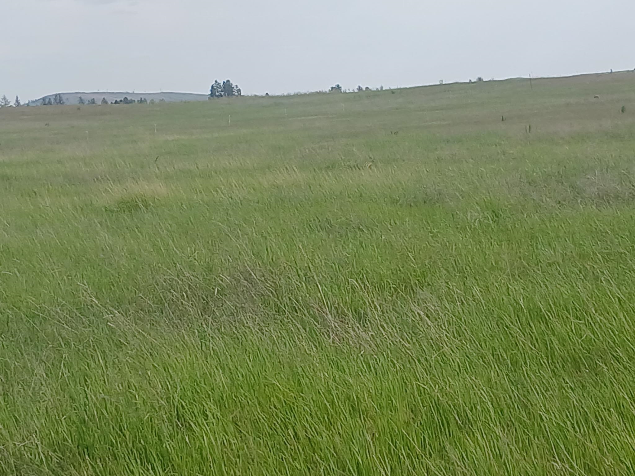 295-xx West Hallett Road Medical Lake, WA 99022 - Photo 3 of 39