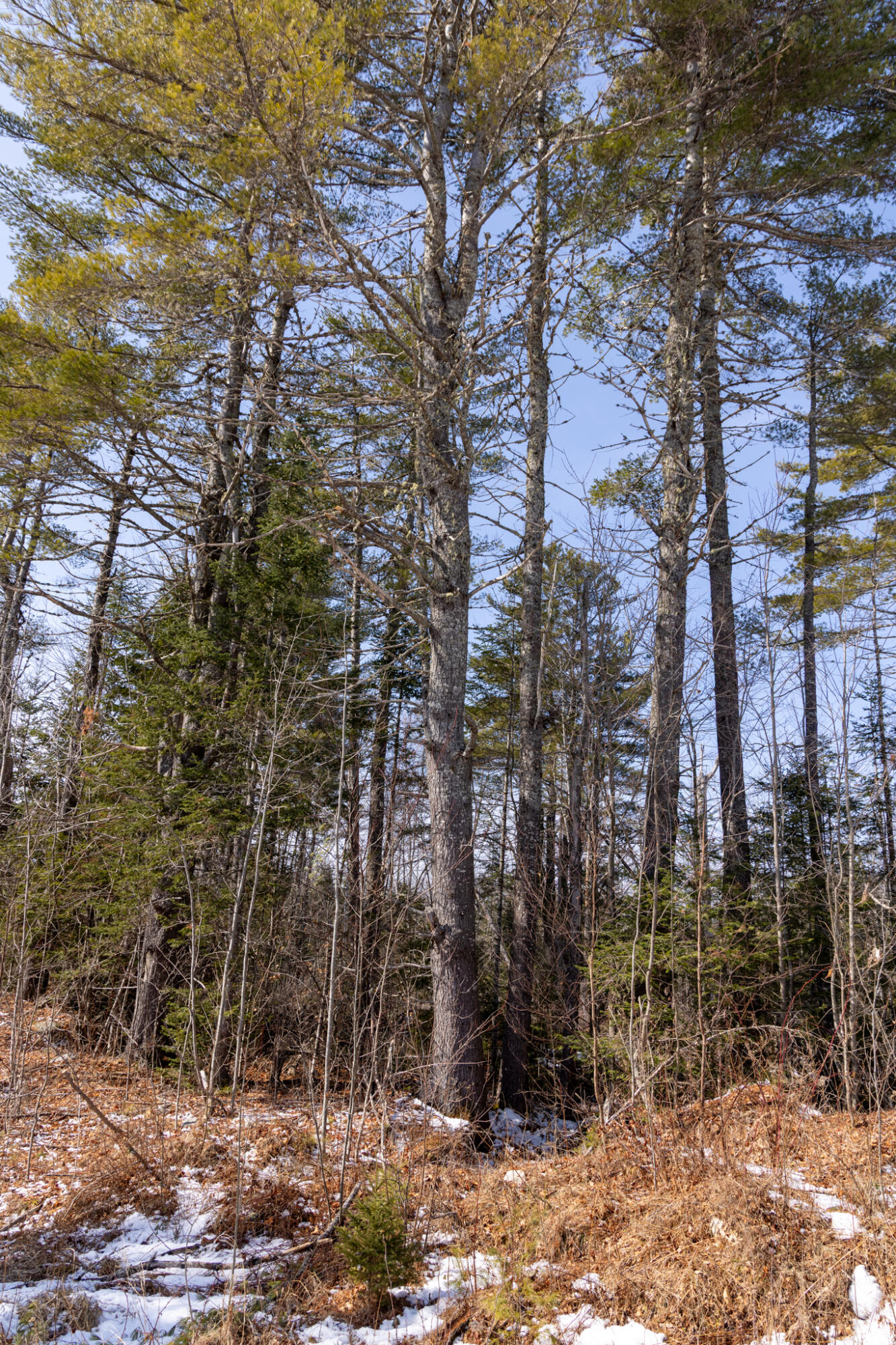 M4-l38&39 West Old Main Road Lowell, ME 04493 - Photo 6 of 11