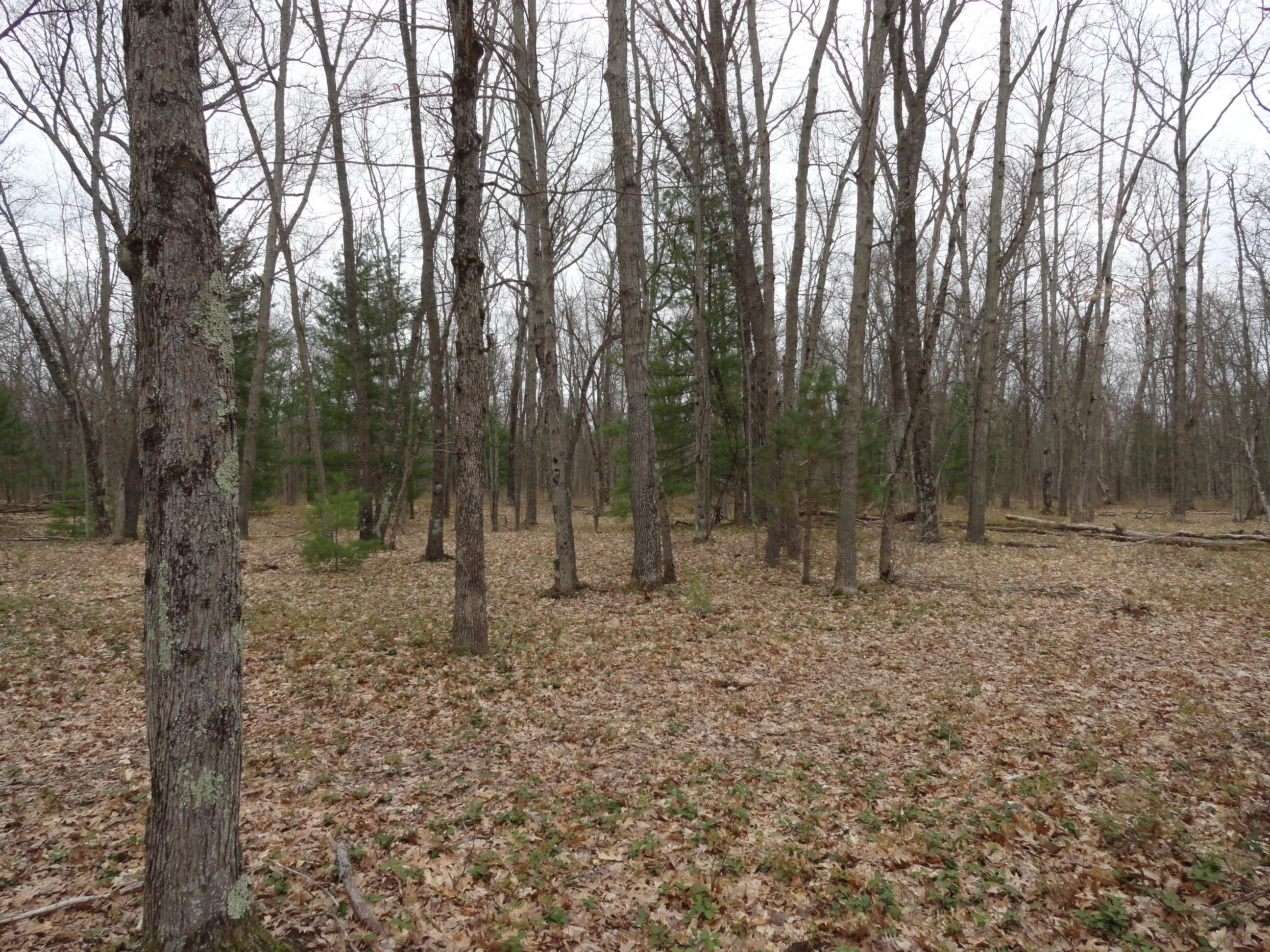 1035 Udell Hills Fire Tower Road Manistee, MI 49660 - Photo 10 of 14 0c6ae2d2-c341-49cc-a150-8c7083b1b590