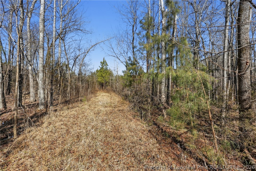 1600 Mt Willing Road Efland, NC 27243 - Photo 19 of 31 a view of a yard with plants and trees