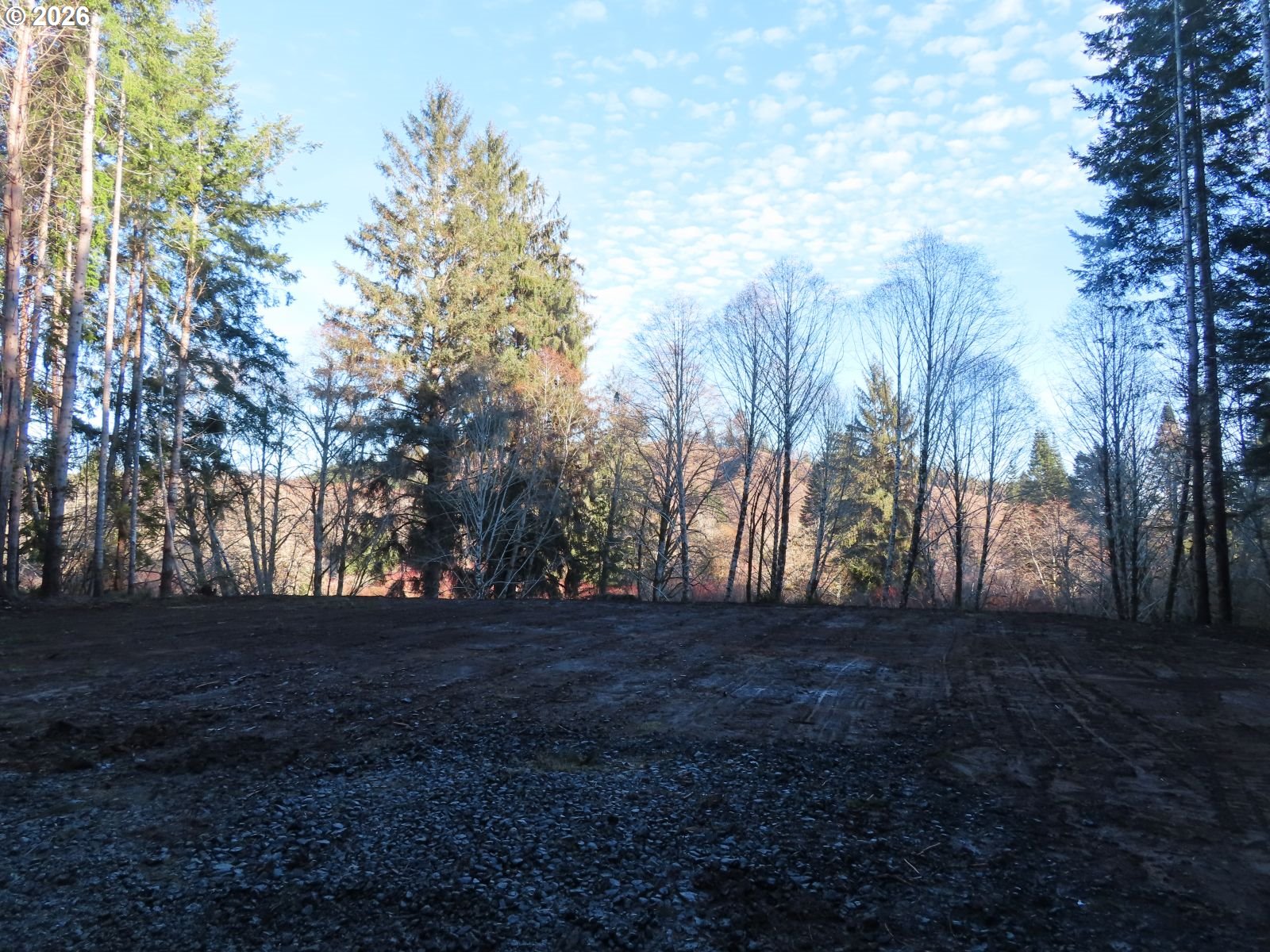 2431 North River Road Cosmopolis, WA 98537 - Photo 11 of 27 a view of dirt yard with a large tree