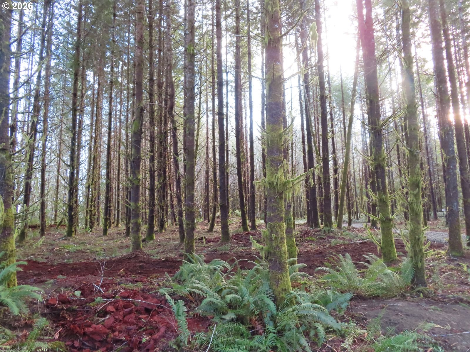 2431 North River Road Cosmopolis, WA 98537 - Photo 12 of 27 a view of outdoor space with lots of green trees
