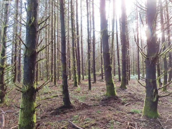 a view of outdoor space with lots of trees
