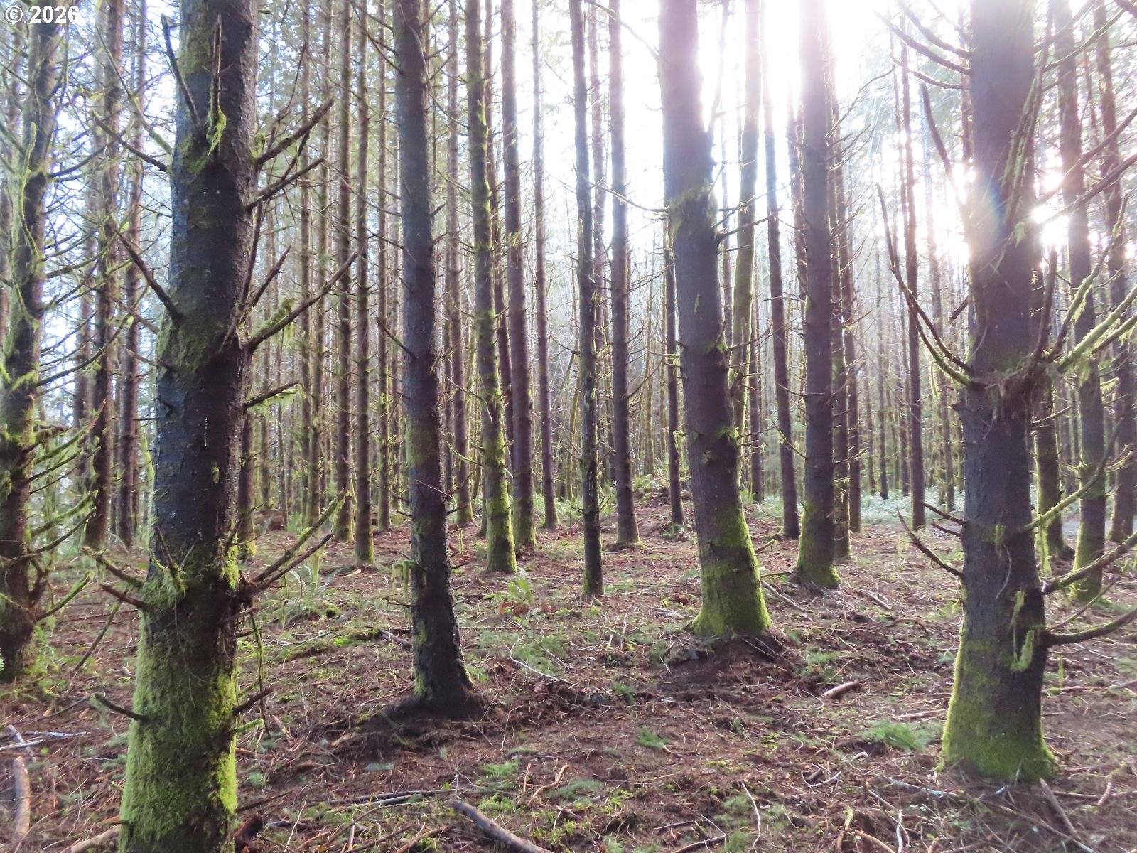 2431 North River Road Cosmopolis, WA 98537 - Photo 15 of 27 a view of outdoor space with lots of trees