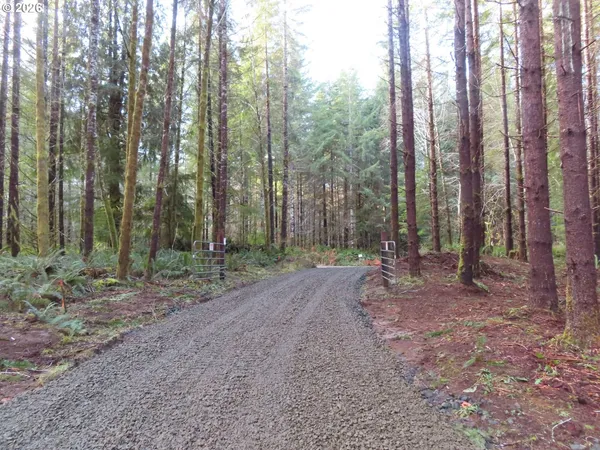 a view of a forest with trees in the background