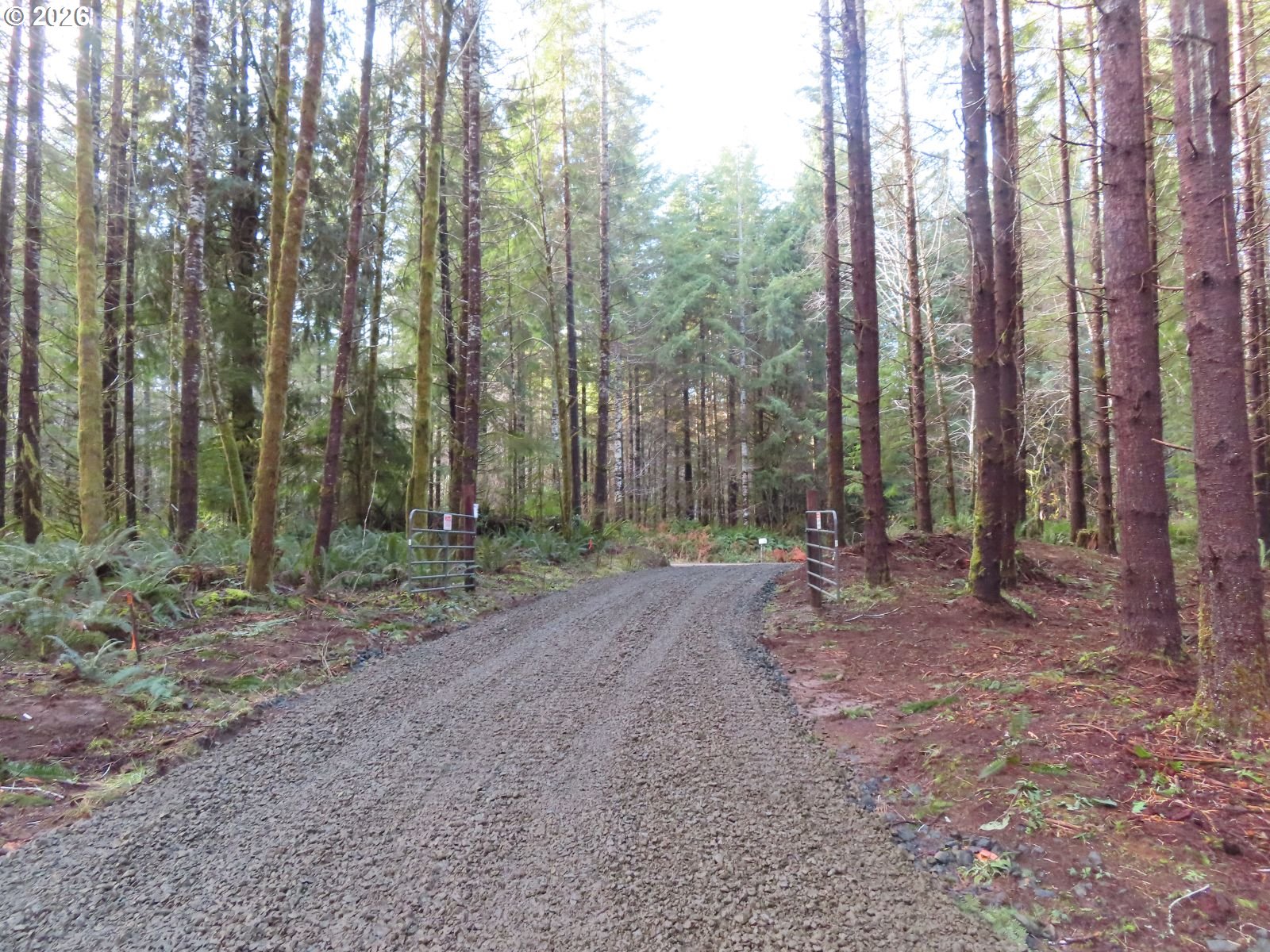 2431 North River Road Cosmopolis, WA 98537 - Photo 18 of 27 a view of a forest with trees in the background