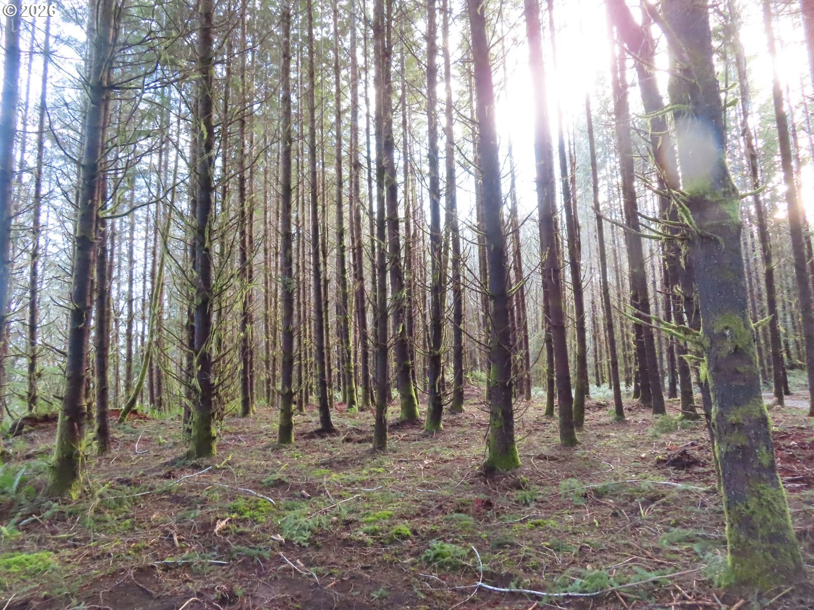 2431 North River Road Cosmopolis, WA 98537 - Photo 22 of 27 a view of outdoor space with lots of trees