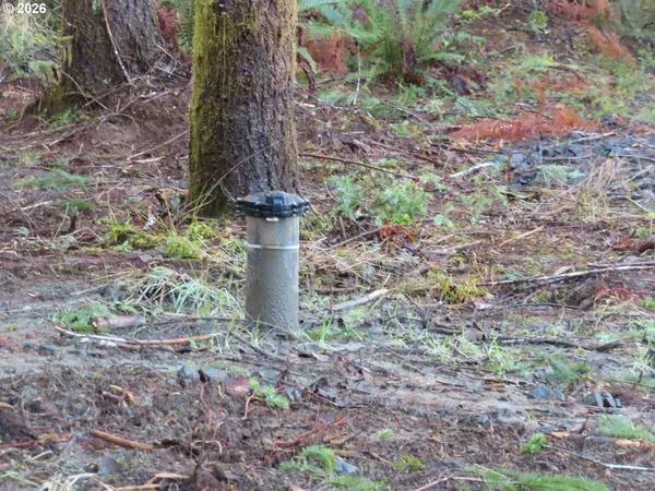a fire hydrant in the middle of the forest