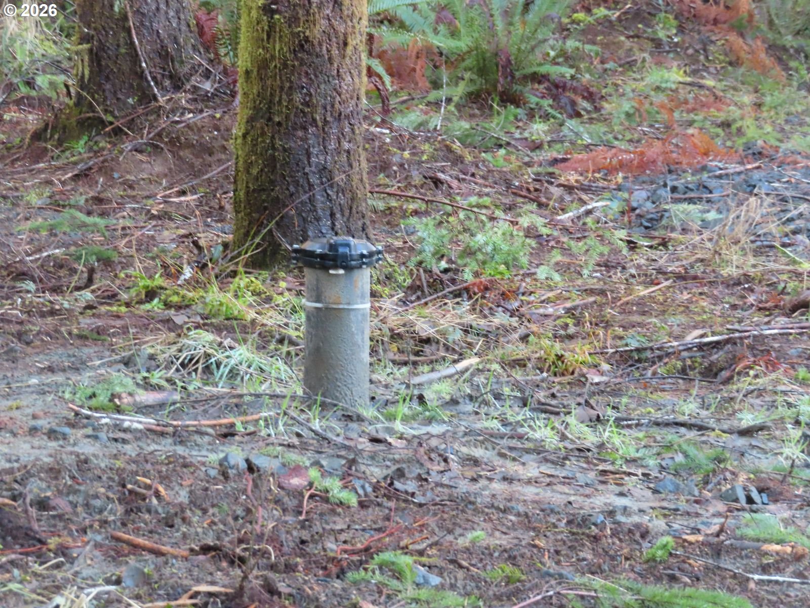 2431 North River Road Cosmopolis, WA 98537 - Photo 7 of 27 a fire hydrant in the middle of the forest