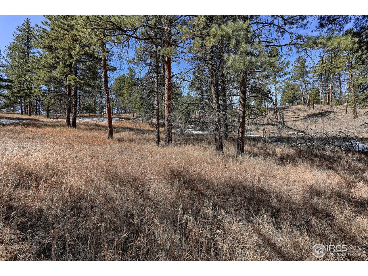 1033 Davis Ranch Road Bellvue, CO 80512 - Photo 11 of 25 Grasses & Flowers