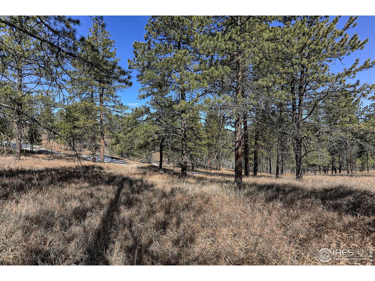 1033 Davis Ranch Road Bellvue, CO 80512 - Photo 14 of 25 So peaceful